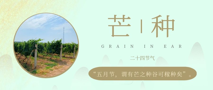 芒種 ▎風(fēng)吹葡園浪，蟬鳴夏始忙