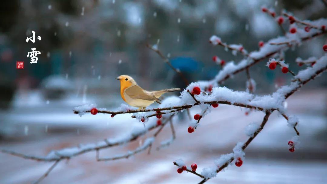小雪 ▎等一地雪白，與歲月慢酌
