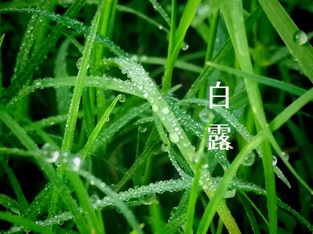 白露||霜凝秋意心自閑，歲月靜美福滿園